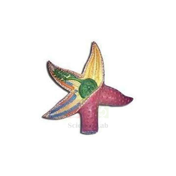 Starfish Model